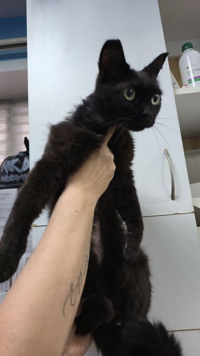 Пристраивается кошка