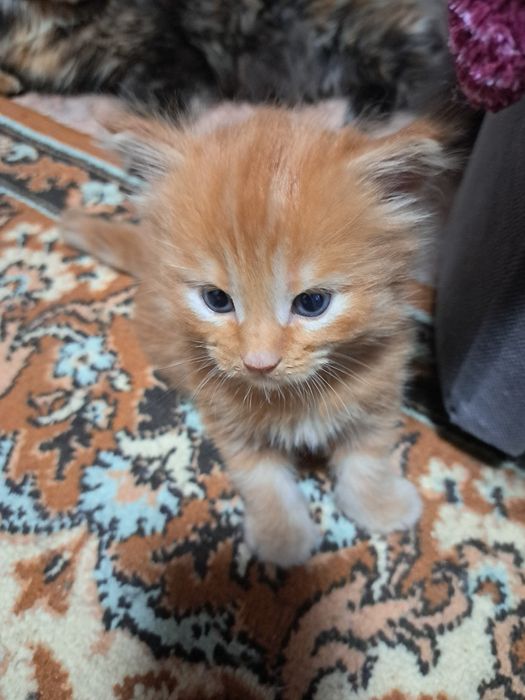 Продам котенка мейн кун.