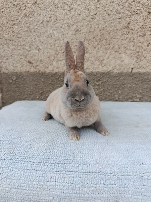 Femela Rex pitic 7 luni