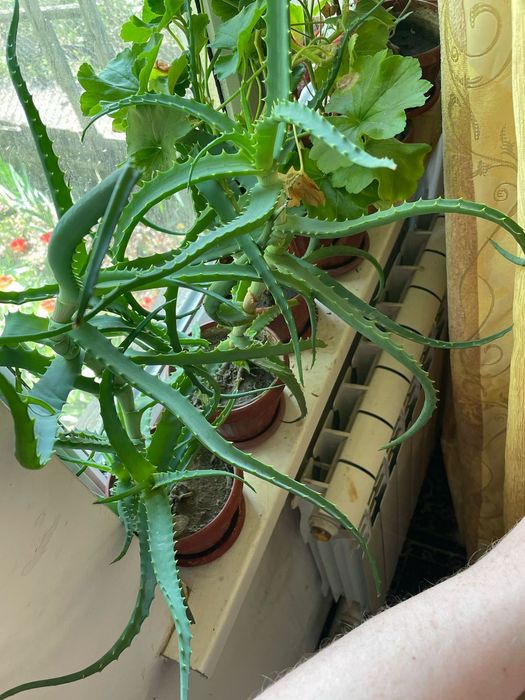 Продам цветы в горшках