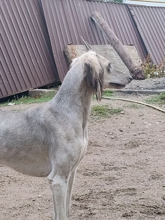 Қазақтың тазысы ...