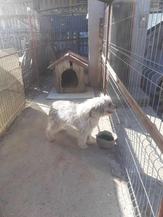 Donez catelușă de1 an jumate