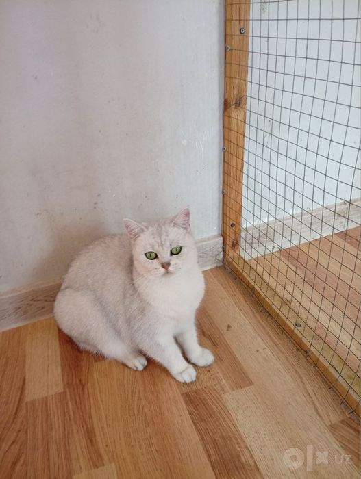 Продается кошка британская серебристая шиншила