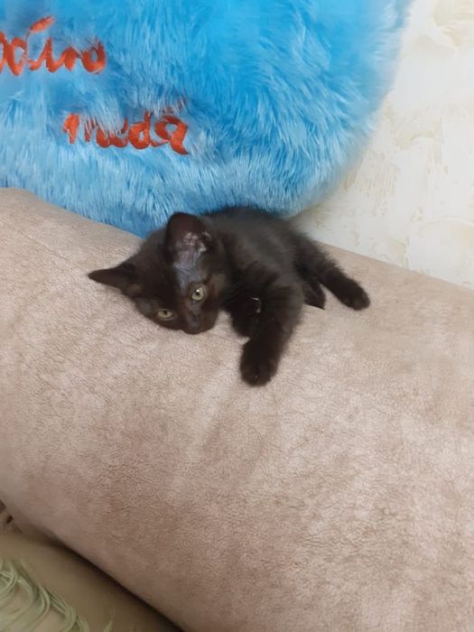 Котёнок мальчик в добрые руки, срочно