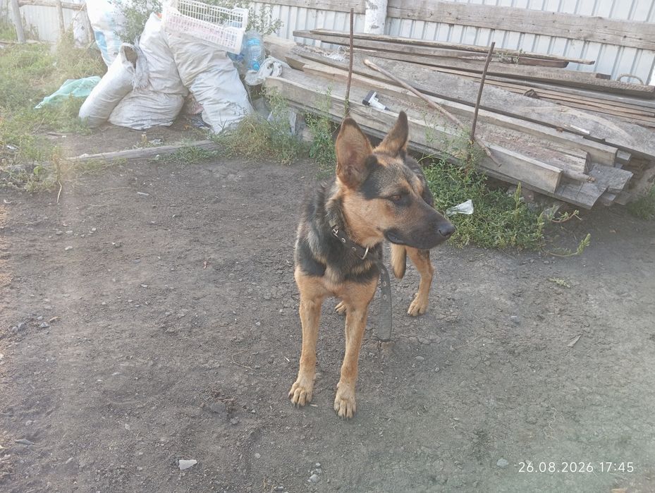 Подам немецкую овчарку
