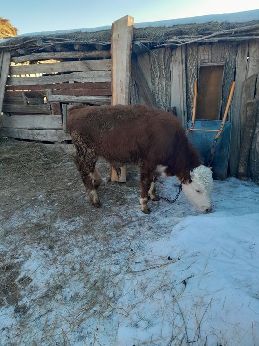 Откорм баспактар сатылады