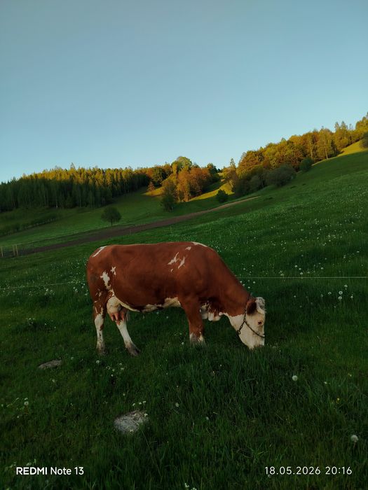 Vând vaca bălțată românesca de 9 ani
