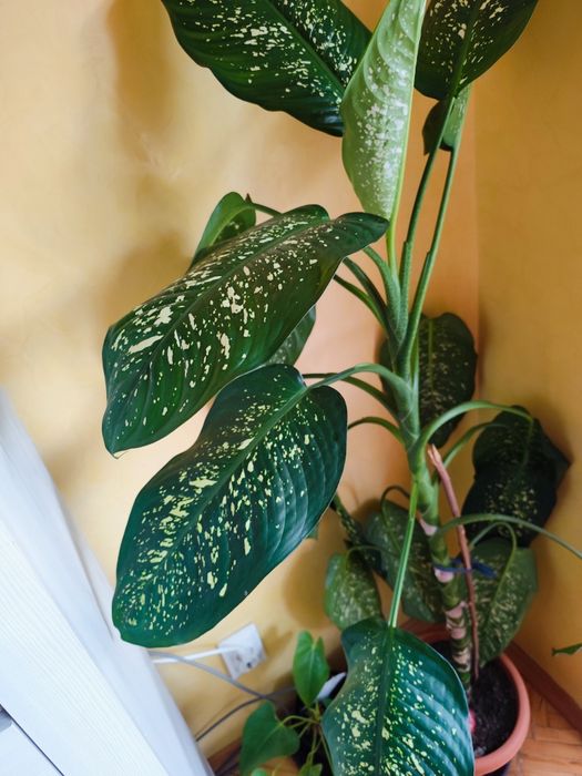 Декоративно растение Дифенбахия