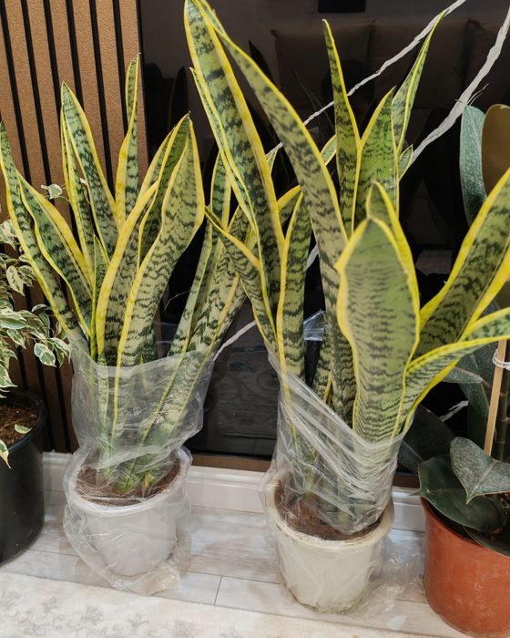 Домашний цветы 34