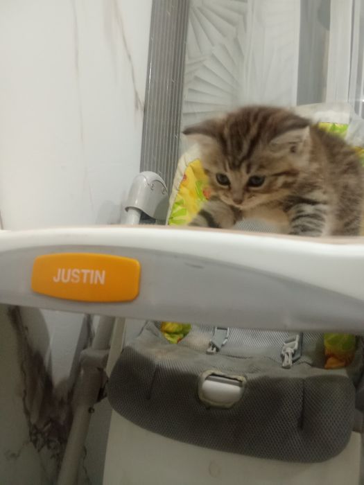 Катерок породисты