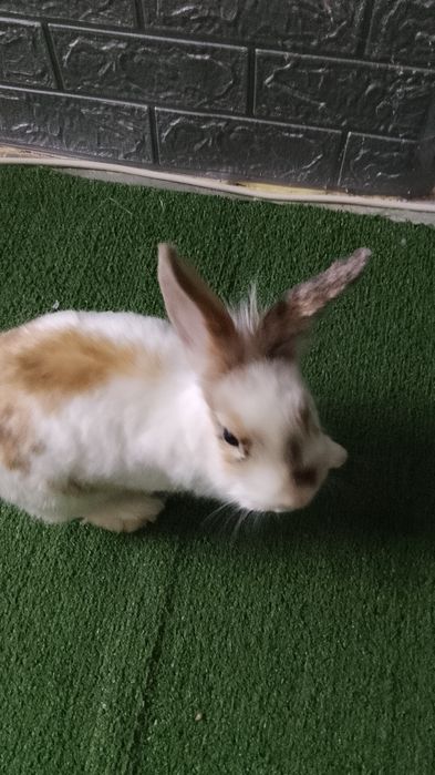 Кролики продаю красивых