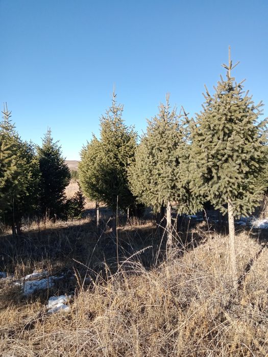 Елки на штамбе крупномеры