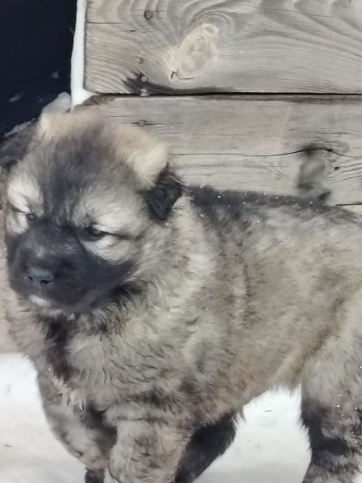 Продам щенков Кавказская овчарка