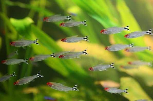 Аквариумные рыбки в Аква-Зоо Салоне "Посейдон" !!!