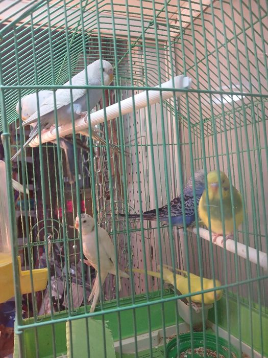 Попугай волнистые