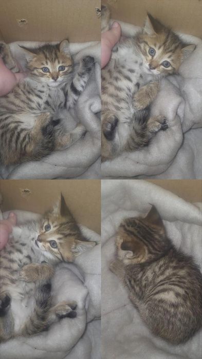 Бесплатно отдам в добрые руки котенка