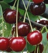 Pomi fructiferi pitici [Dwarf]soiuri de visini