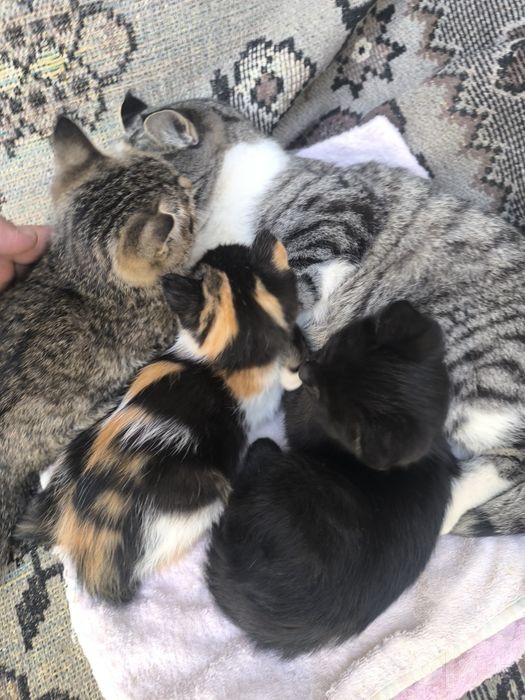 котята бесплатно. в хорошие руки!