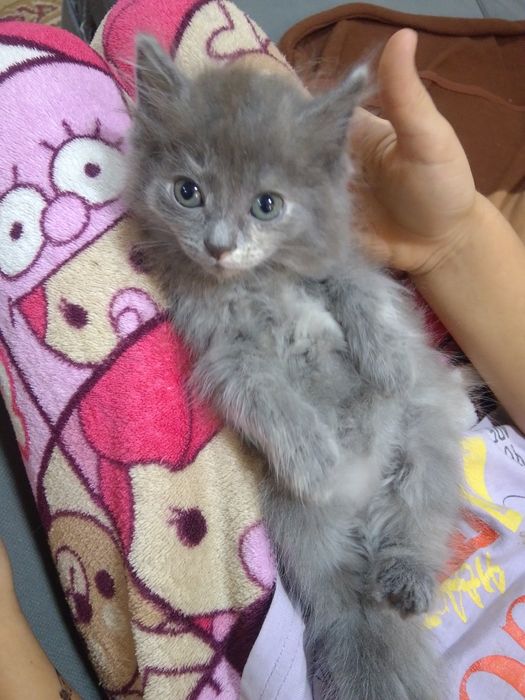 Отдам котят бесплатно