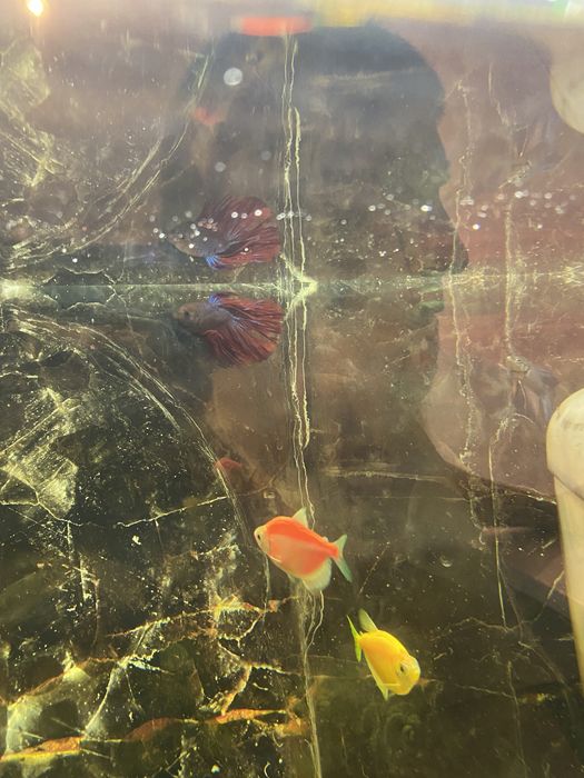 Аквариум с рыбками