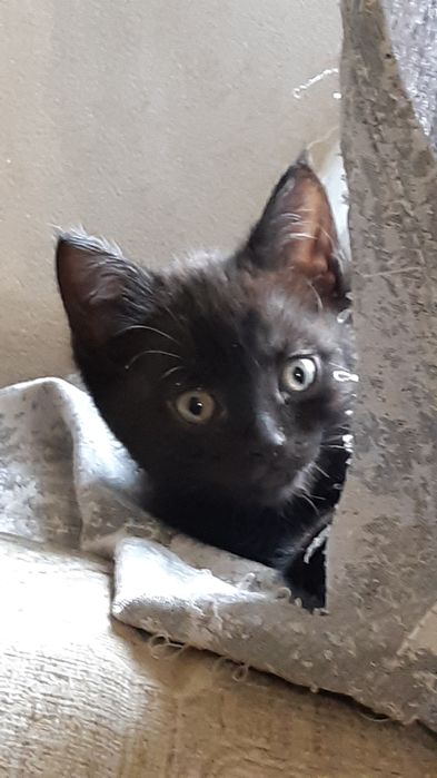 Котята. Кошка. Кошки. Котенок