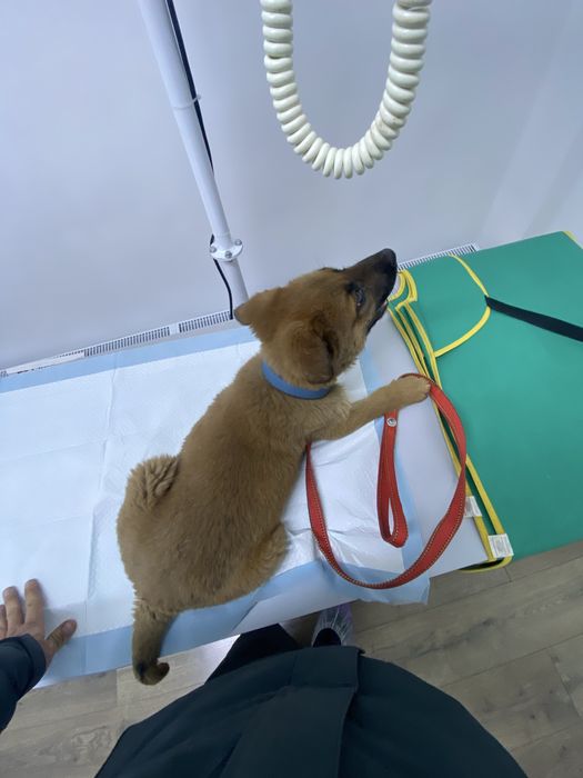 Бельгийская овчарка Малинуа