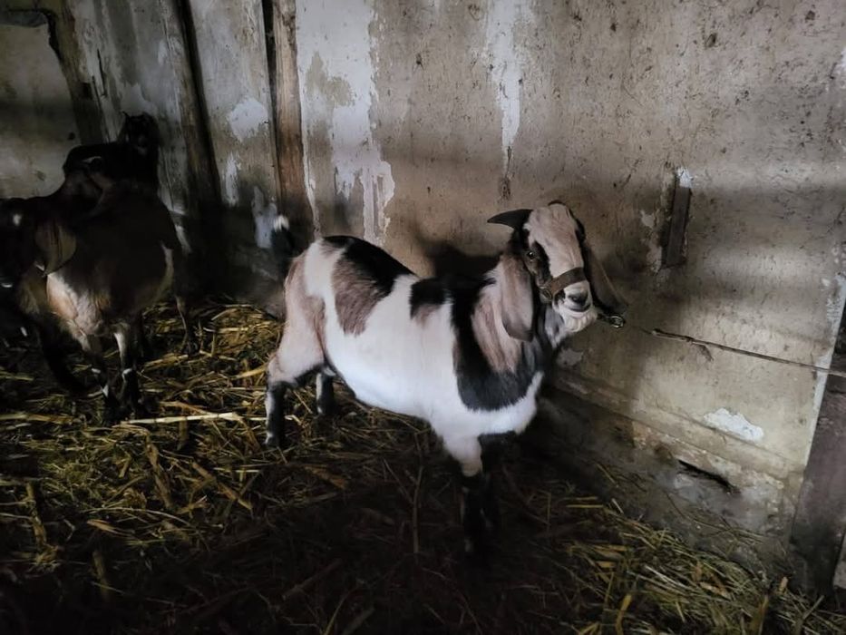 Vând Țap Anglonubian