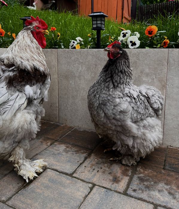 Vând pereche cocos si gaina cochinchina urias albastru