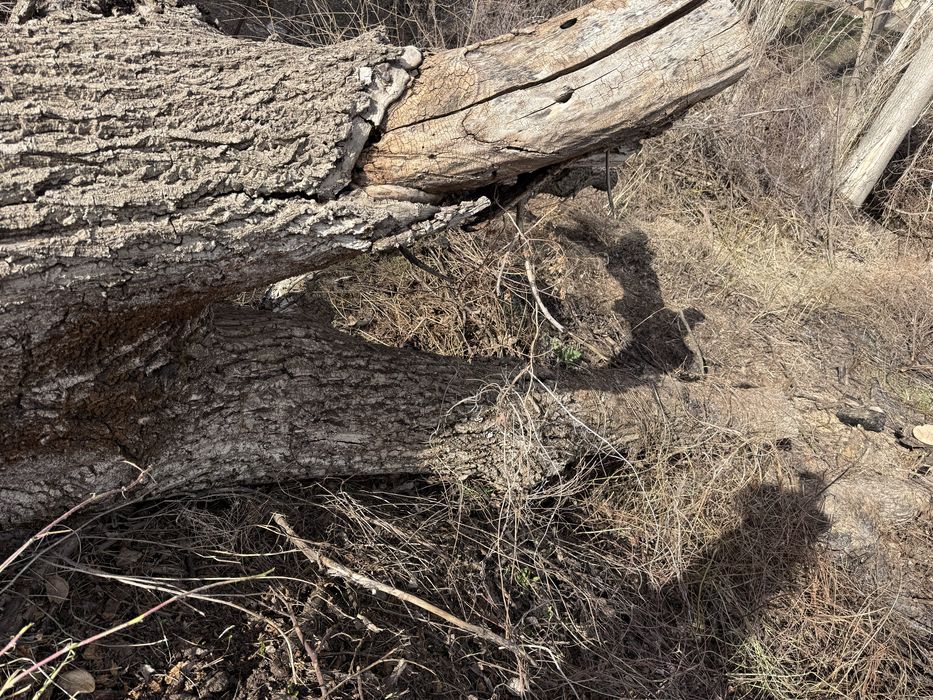 Жаңғақ орех сатам