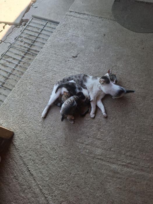 Donez 4 pui de pisică