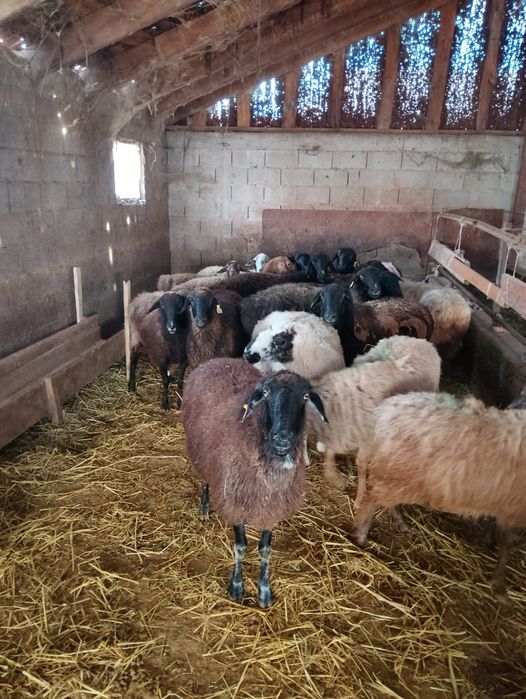 Продаются бараны