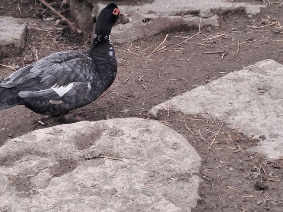 Vand ouă de rate mute