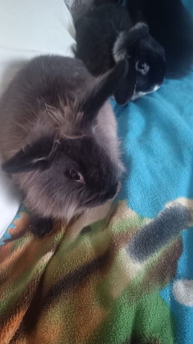 Продам карликовых кроликов