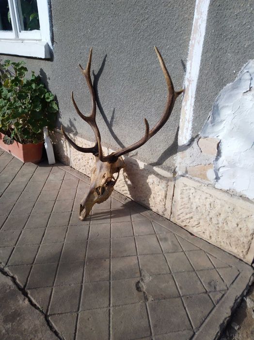 Трофей от благороден елен