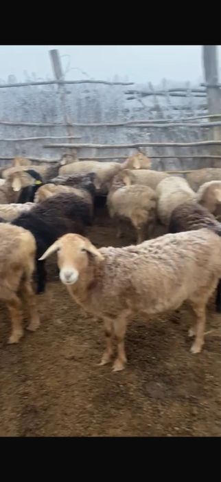 Продам баран оптом