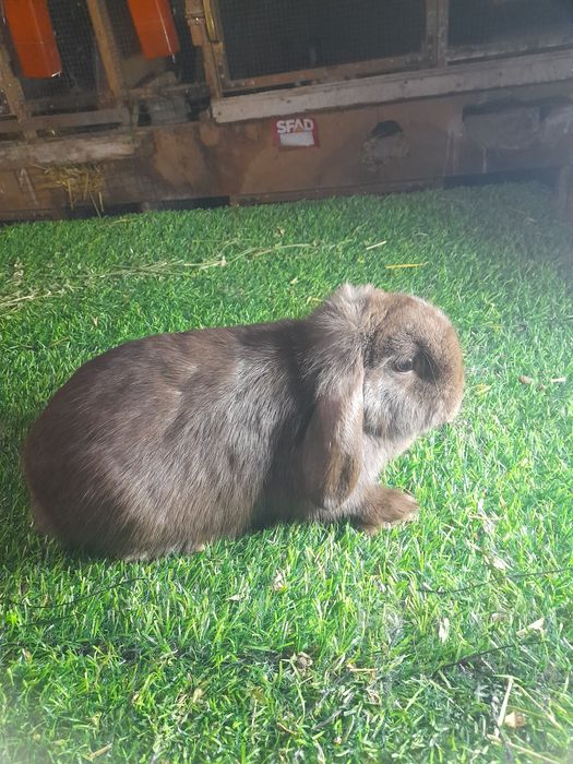 Карлик баран айол сотувда бугуз большим мункин