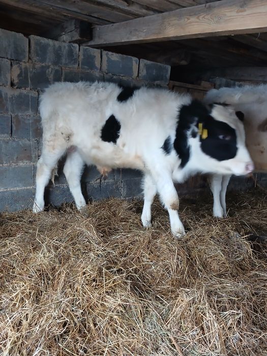 Быкчки на откорм