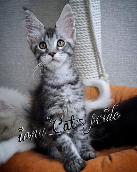 Котята мейн-куны продаются