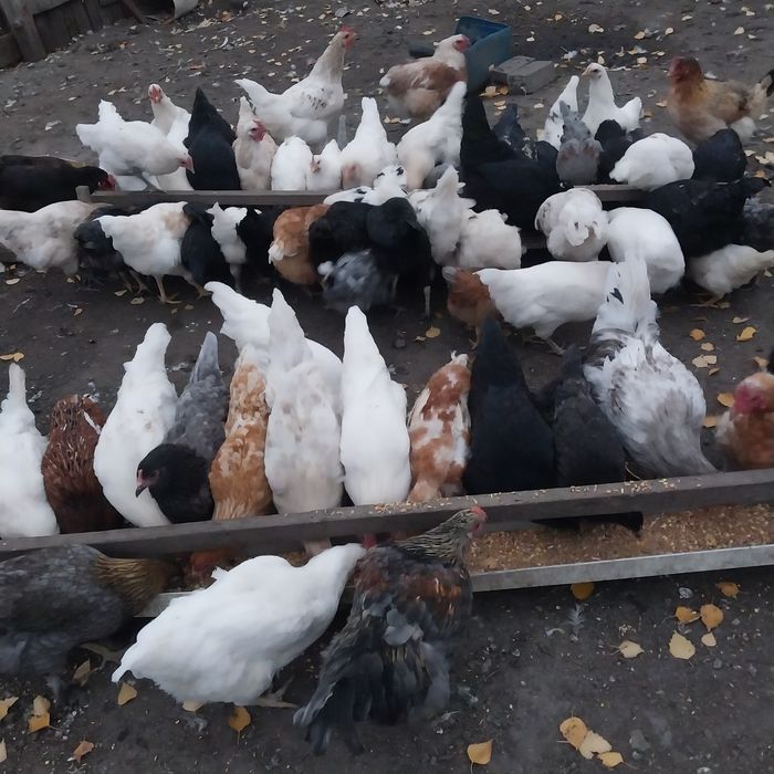 Продам молодых домашних кур.