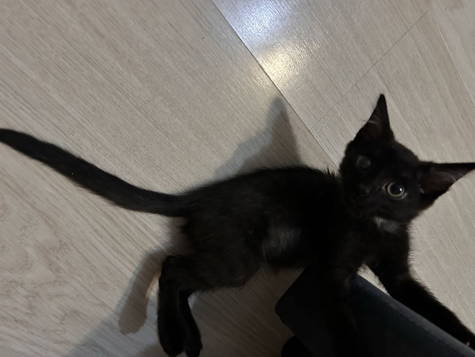 Отдам котенка в добрые руки срочно