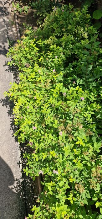 Гортензии в алмате от 2000тг