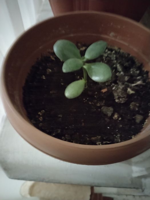 Цветы комнатные.