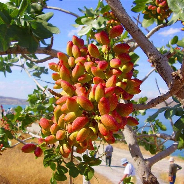 Pomi fructiferi exotici:  Fistic ( arborele de fistic )