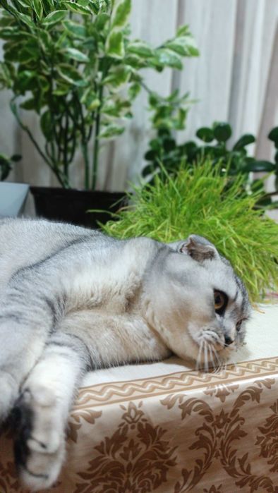 Mushuk sotiladi. Zoti scottish fold, shinshilla.