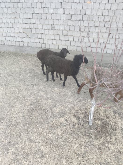 Семиз кой, кошкарлар