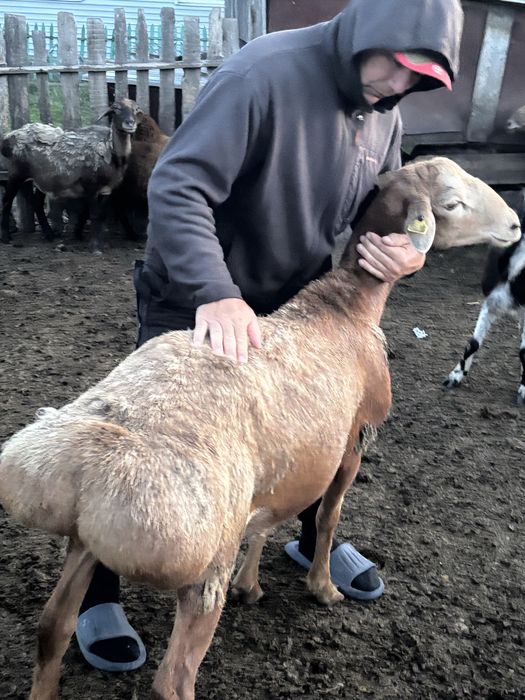 Продам кошкар едилбай