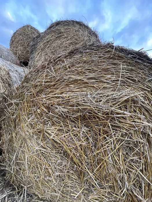 Baloti de paie 120-120