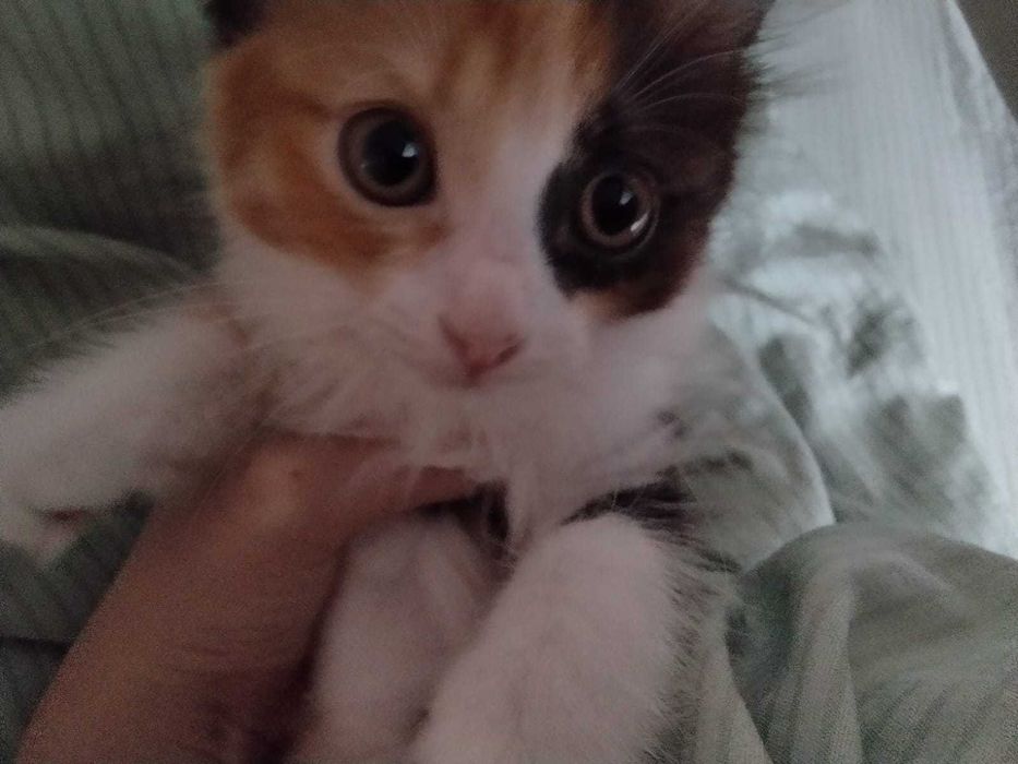 Отдам котят бесплатно