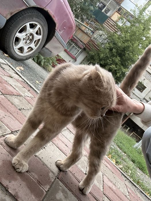 Срочно очень срочно в добрые руки