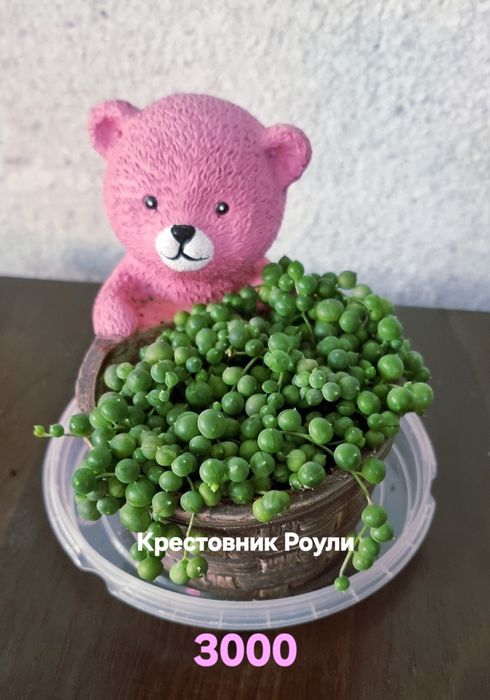 Цветы комнатные от 1500